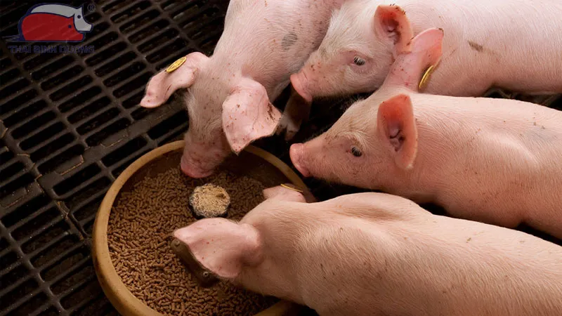 Kỹ Thuật Cách Nuôi Lợn Con Sau Cai Sữa Đạt Năng Suất Cao