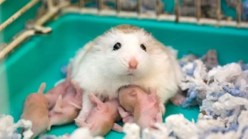 Chăm sóc lồng đẻ hamster