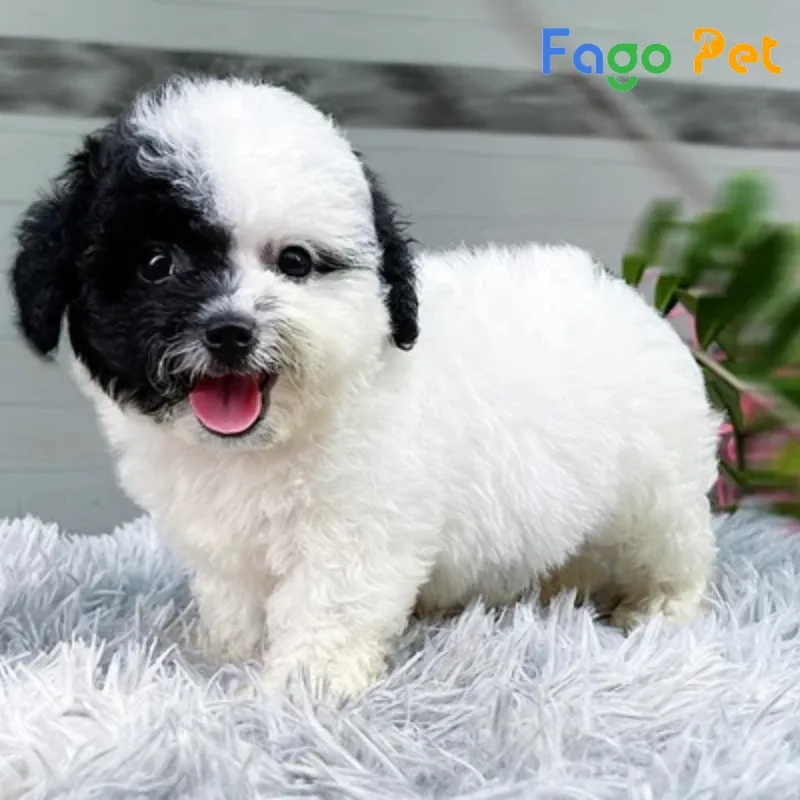 Chăm sóc Poodle bò sữa