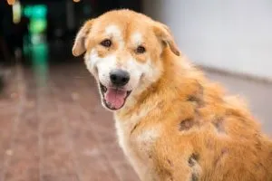 Cham soc suc khoe tong the giup phong ngua cho Alaska bi non va cac benh tieu hoa khac