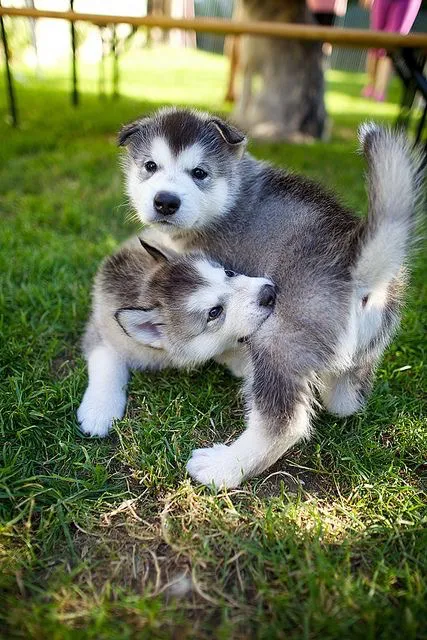 Chăm sóc sức khỏe và bộ lông dày cho giống chó alaska tại Việt Nam