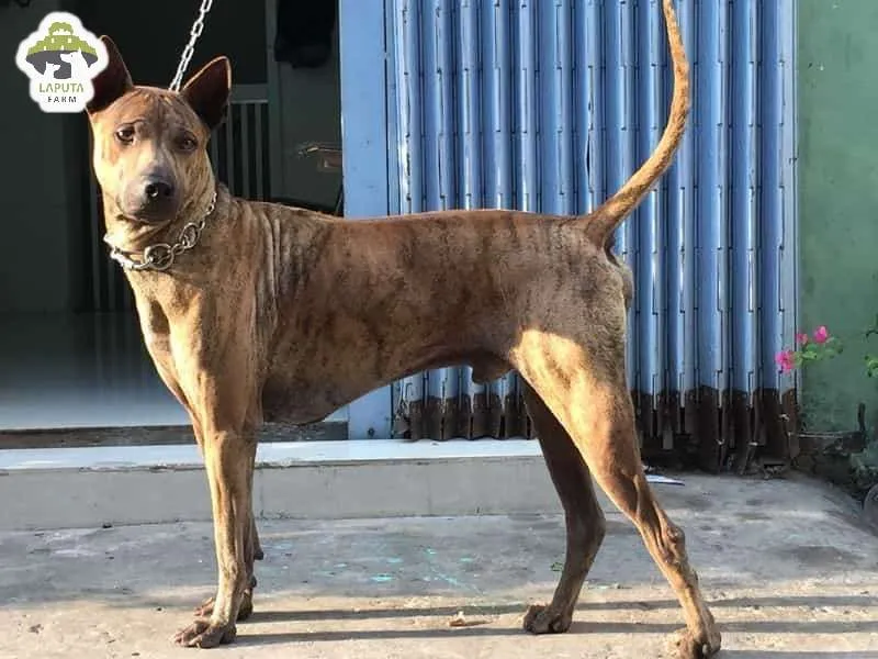 Chăm sóc sức khỏe và phòng ngừa bệnh viêm đường ruột ở chó Phú Quốc