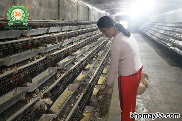 Chăm sóc và theo dõi sức khỏe định kỳ là yếu tố quan trọng trong chăn nuôi cút sinh sản