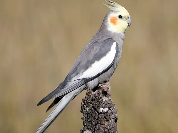 Chăm sóc y tế định kỳ và tiêm phòng đầy đủ giúp Vẹt Mã Lai phát triển tốt