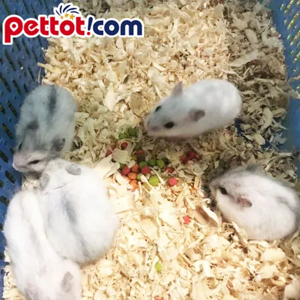 Chân dung cận cảnh chuột hamster trắng tinh khôi