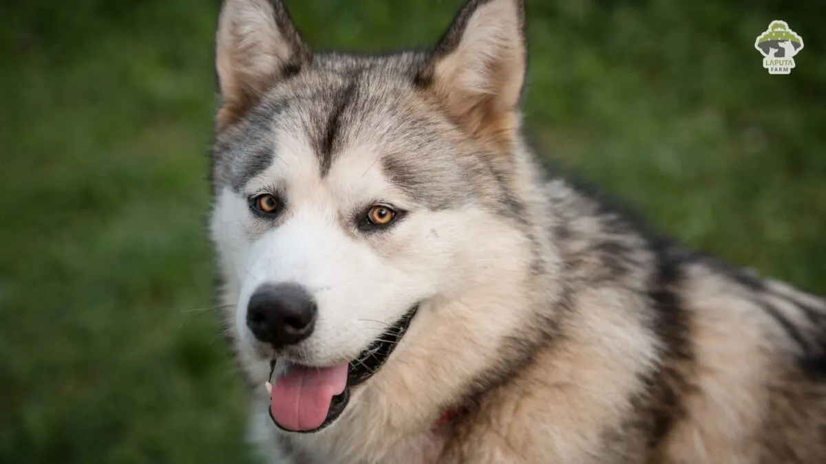 Chân dung chó Alaska trưởng thành với khuôn mặt bành to, mắt nâu hạt dẻ đặc trưng của giống thuần chủng