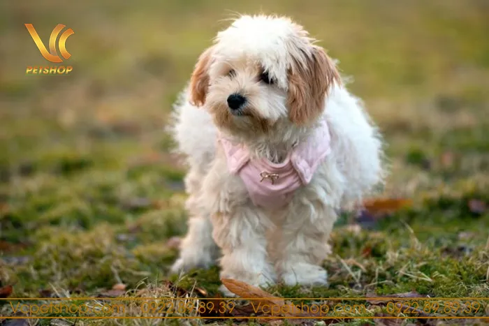 Chân dung chó Poodle cái màu trắng thể hiện sự dịu dàng, thông minh và khả năng học hỏi tốt.