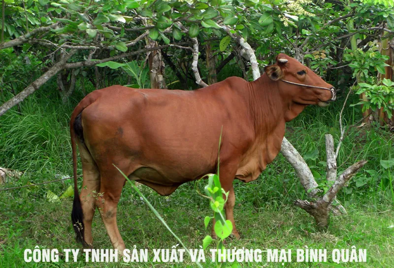 Cách Nuôi Bò Vỗ Béo Giúp Tăng Trọng Nhanh Và Đạt Hiệu Quả Kinh Tế