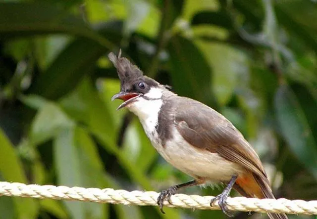 Đặc tính chào mào má trắng