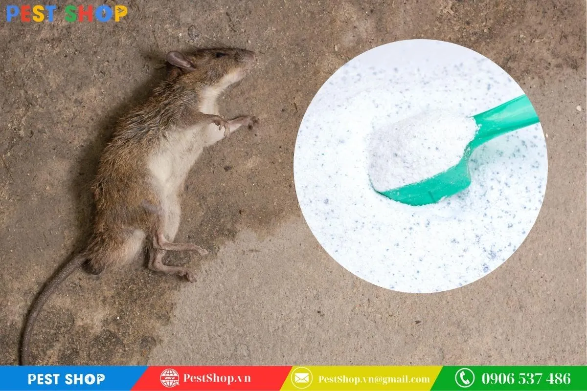 Chất tẩy rửa trộn mồi nhử, cách bẫy chuột cống hiệu quả nhưng cần đảm bảo tránh xa vật nuôi