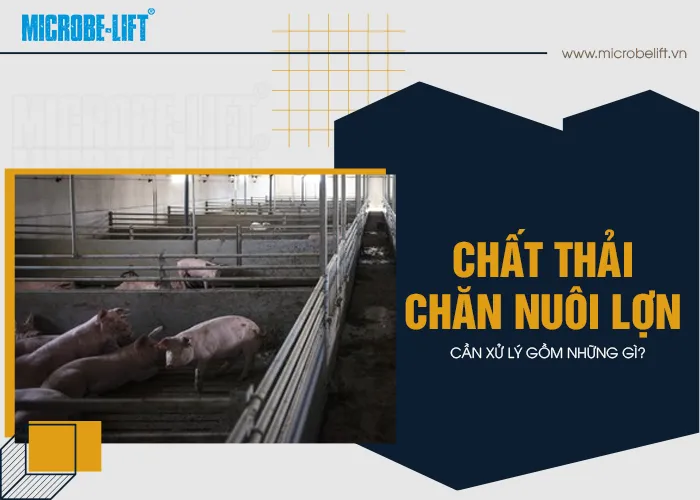 Hệ thống quản lý chất thải chăn nuôi lợn quy mô lớn giúp bảo vệ môi trường