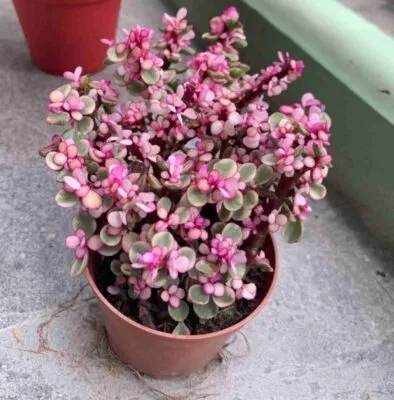 Chậu sen đá Đô La Hồng mang ý nghĩa phong thủy tài lộc