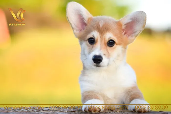 Chế độ ăn cho chó Corgi 2 tháng tuổi với bát thức ăn hạt giàu dinh dưỡng.