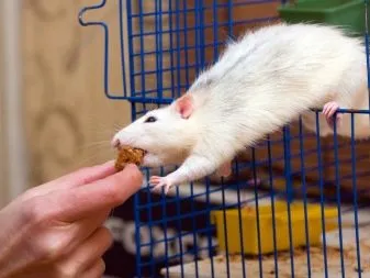 Chế độ ăn của chuột kiểng cần được kiểm soát nghiêm ngặt để tránh béo phì