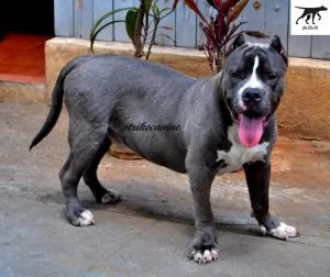 Chế độ ăn giàu protein giúp chó Pitbull phát triển cơ bắp