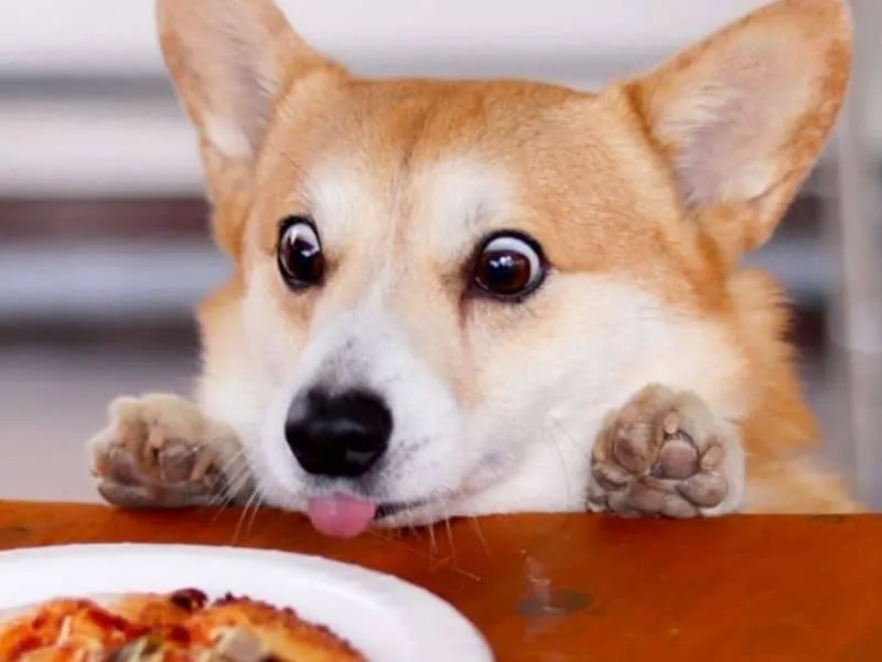 Chế độ ăn uống cân bằng cho chó corgi, bổ sung Omega 3 và rau củ cho bộ lông khỏe mạnh