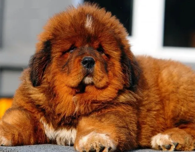 Chế độ ăn uống cân bằng cho chó ngao Tây Tạng trưởng thành, đảm bảo đủ protein và dinh dưỡng.