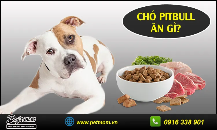 Chế độ ăn uống dinh dưỡng cần thiết cho sự phát triển của chó Pitbull