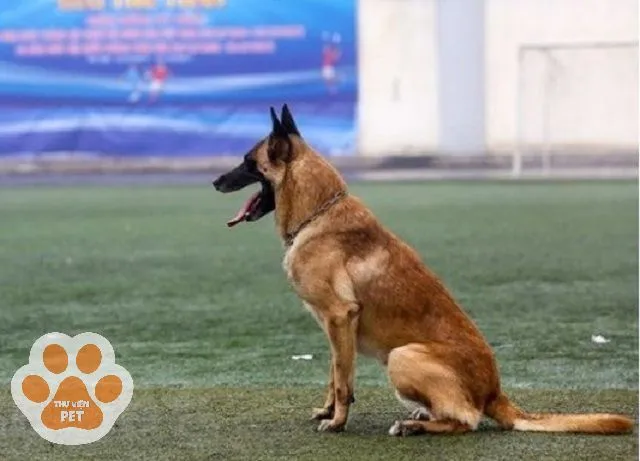 Đảm bảo chế độ đủ dinh dưỡng để Becgie Bỉ phát triển toàn diện