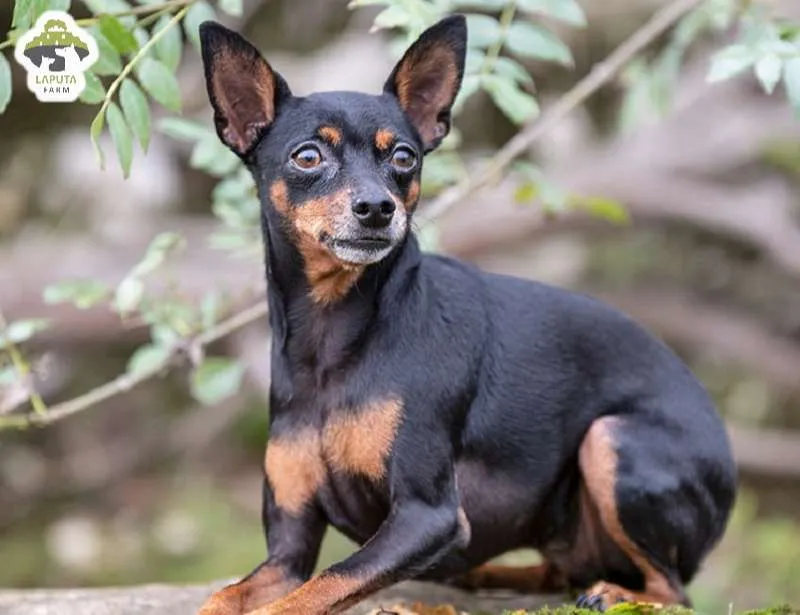 Chế độ dinh dưỡng của chó Phốc Hươu theo từng giai đoạn