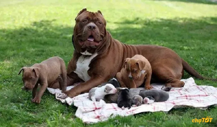 Chế độ dinh dưỡng giàu protein cần thiết cho chó Pitbull con 2-4 tháng tuổi phát triển cơ bắp.