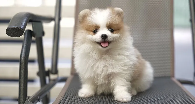 Chế độ dinh dưỡng khoa học cho chó Phốc Sóc theo từng độ tuổi