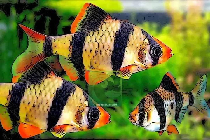 Chế độ dinh dưỡng và các loại thức ăn giúp cá tứ vân lên màu xanh đẹp