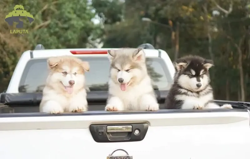 Chó Phú Quốc Ăn Gì? Chế Độ Dinh Dưỡng Khoa Học Cho Từng Giai Đoạn