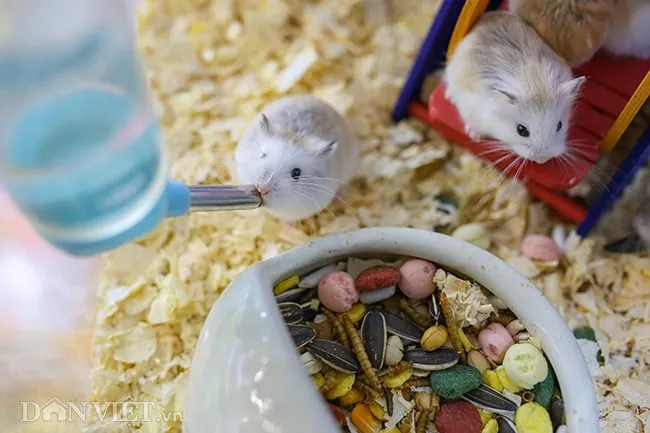 Chế độ dinh dưỡng và hình ảnh chuột Hamster đang ăn hạt ngũ cốc