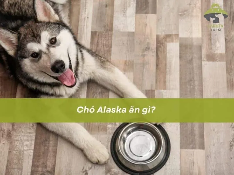 Chế độ dinh dưỡng và khẩu phần ăn chó Alaska Malamute