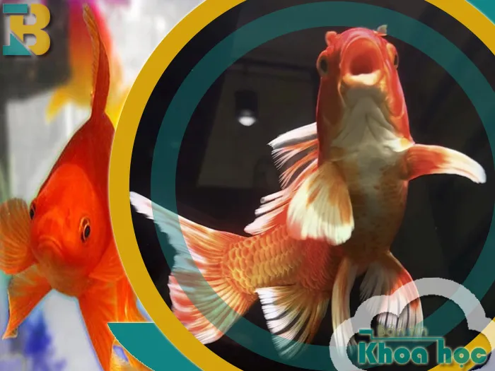 Hướng dẫn cách nuôi cá chép đỏ sư tử trong bể kính tại nhà