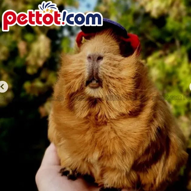 Chi phí mua chuột lang giống phổ biến