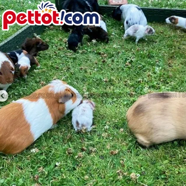 Chi phí mua sắm đồ chơi và phụ kiện chuồng nuôi