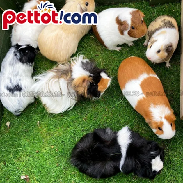 Chi phí y tế dự phòng cho chuột lang cảnh