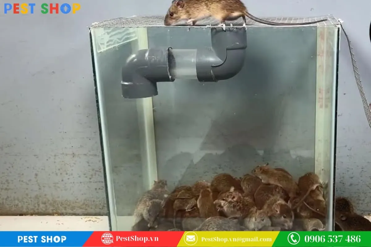 Chiếc bẫy này có thể nhốt rất nhiều chuột cùng lúc