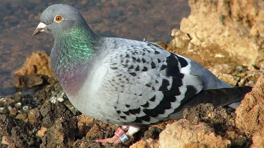 Cách Làm Chuồng Nuôi Bồ Câu Đạt Chuẩn Kỹ Thuật Và Tối Ưu Chi Phí