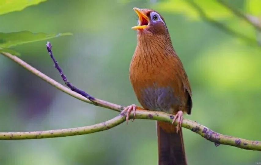 Cách Nuôi Chim Chích Chòe Chuẩn Khoa Học Và Kỹ Thuật Chăm Sóc Toàn Diện