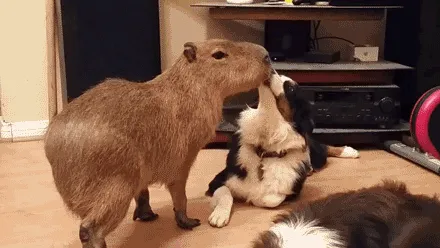 Chim đậu trên đầu Capybara để làm sạch, thể hiện mối quan hệ cộng sinh của chuột lang nước.