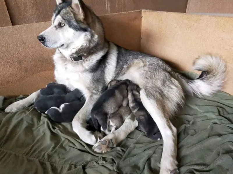 chó alaska 1 năm đẻ mấy lứa, chó mẹ alaska chăm sóc đàn con mới sinh