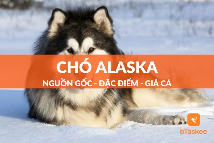 Chó Phốc Sóc Màu Trắng: Đặc Điểm, Cách Chăm Sóc Và Giá Bán Chi Tiết Nhất