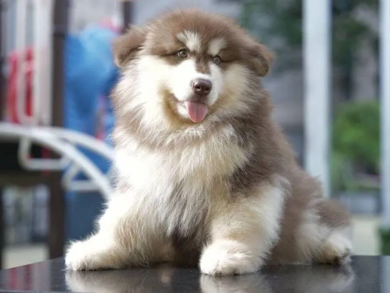 Chó Alaska 3 tháng tuổi thư giãn trên sàn nhà, thể hiện sự khỏe mạnh và thoải mái