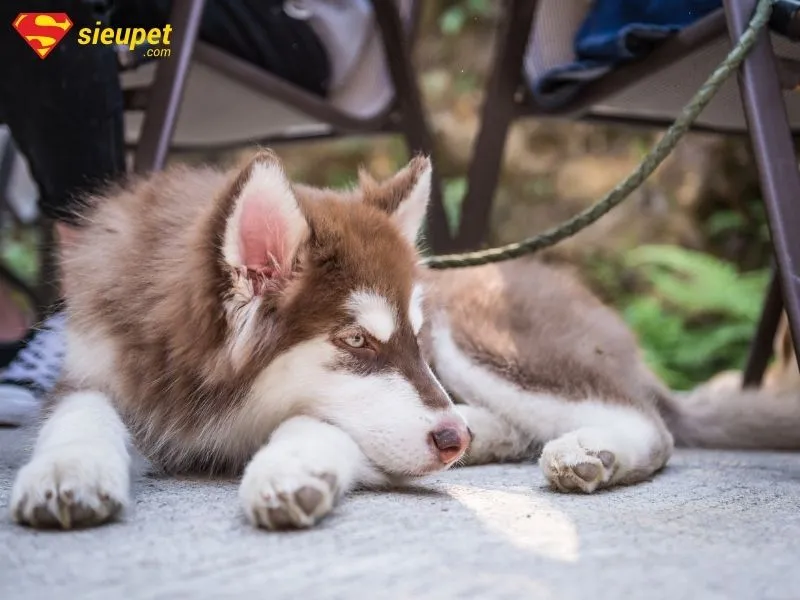 Giá Chó Bull Pháp Tại Hà Nội: Hướng Dẫn Chi Tiết Từ A-Z