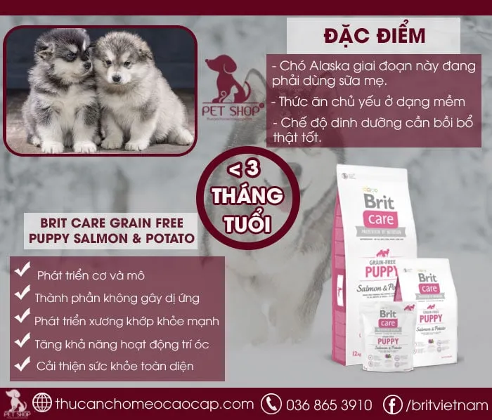 Chó Alaska Ăn Như Thế Nào Để Phát Triển Khỏe Mạnh Và Toàn Diện