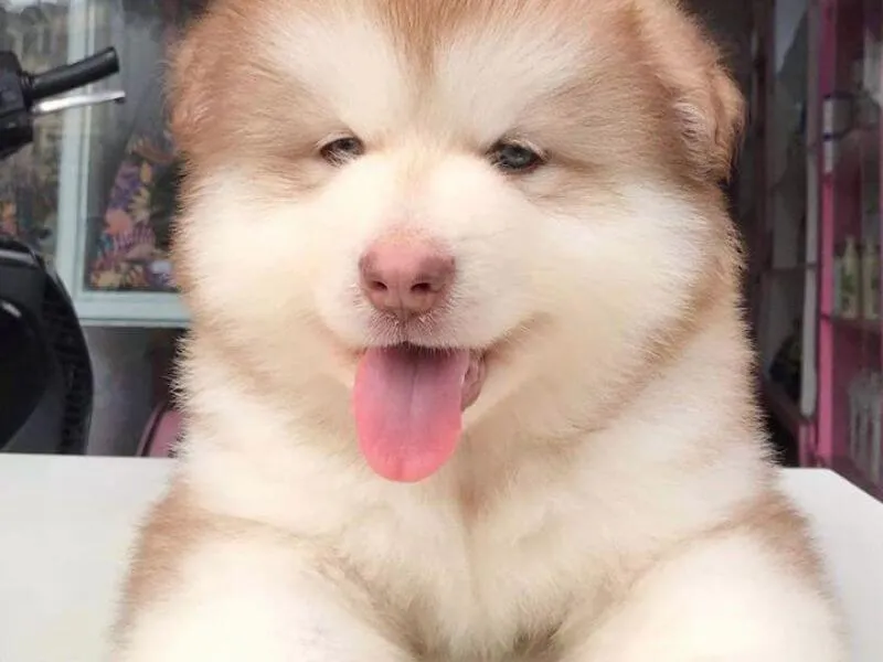 Chó Alaska có kích thước lớn và bộ lông dày dặn, cần chế độ chăm sóc đặc biệt