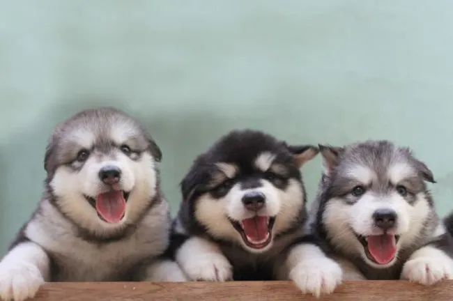 Chó Alaska con đang nhìn chằm chằm, thể hiện sự thông minh và tính cách hài hước khi còn nhỏ