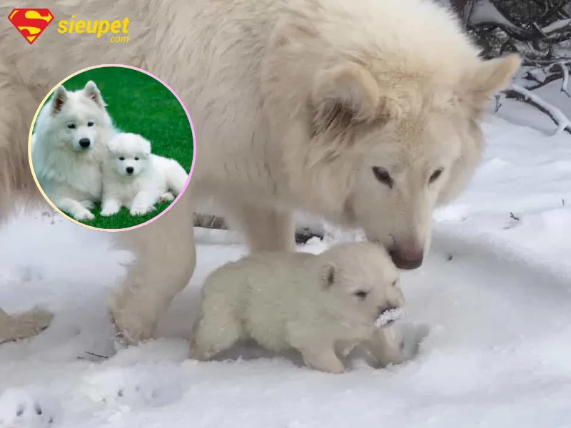 Chó Husky Màu Hồng Phấn: Đặc Điểm, Chăm Sóc Và Địa Chỉ Mua Uy Tín