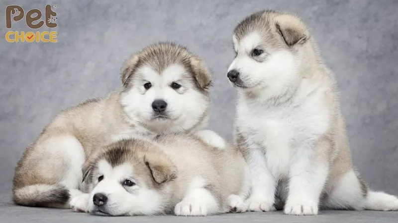 Cách Nuôi Chó Con Đúng Cách: Hướng Dẫn Toàn Diện Từ A Đến Z