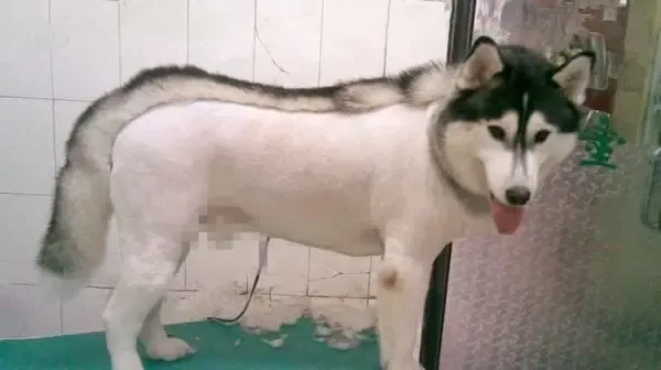 Chó Alaska đang lè lưỡi và thở dốc để điều hòa thân nhiệt trong môi trường nóng, minh họa cơ chế giải nhiệt của chó không có tuyến mồ hôi dưới da