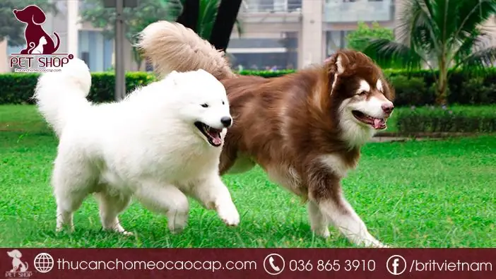 Hướng Dẫn Toàn Diện Cách Chăm Sóc Chó Con Khỏe Mạnh Cho Người Mới Bắt Đầu