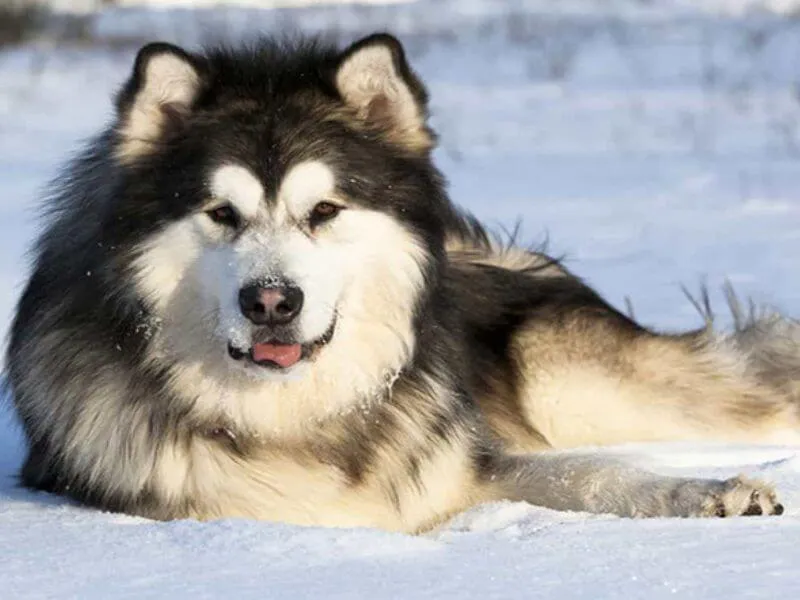 Chó Alaska Giant đỏ trắng chơi đùa trên bãi cỏ, thể hiện tính cách hiếu động